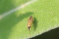 Plagiognathus arbustorum