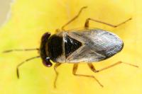 Geocoris megacephalus