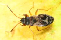 Scolopostethus affinis