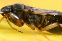 Scolopostethus affinis