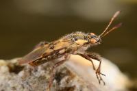 Liorhyssus hyalinus