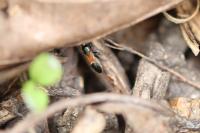 Pterotmetus staphyliniformis