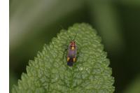 Capsodes flavomarginatus
