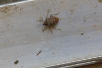 Halyomorpha halys