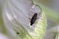 Plagiognathus arbustorum