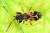 Scolopostethus thomsoni