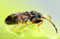 Scolopostethus thomsoni