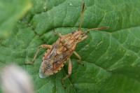 Stictopleurus abutilon