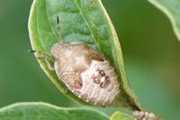 Peribalus strictus