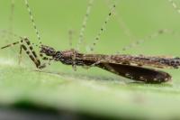 Empicoris rubromaculatus