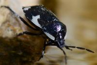 Tritomegas sexmaculatus