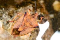 Carpocoris mediterraneus