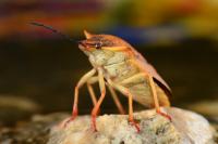 Carpocoris mediterraneus