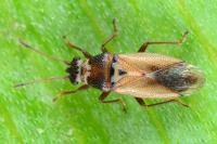 Cymus melanocephalus