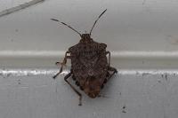 Halyomorpha halys