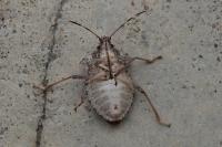Halyomorpha halys