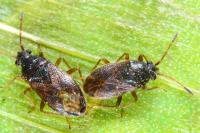 Stygnocoris sabulosus