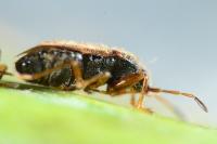 Stygnocoris sabulosus