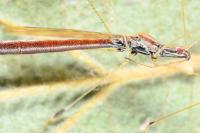 Apoplymus pectoralis