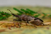 Dicranocephalus albipes