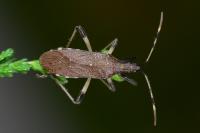 Dicranocephalus albipes