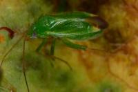 Orthotylus ericetorum