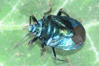 Zicrona caerulea