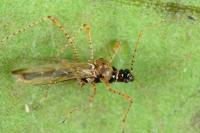 Gampsocoris punctipes