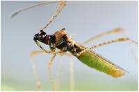 Gampsocoris punctipes