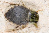 Naucoris maculatus