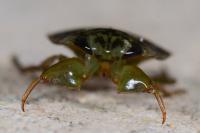Naucoris maculatus