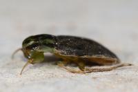 Naucoris maculatus