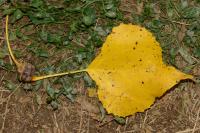 Pemphigus spyrothecae