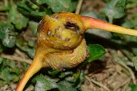 Pemphigus spyrothecae