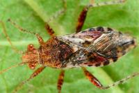Rhopalus subrufus