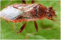 Rhopalus parumpunctatus