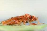 Rhopalus parumpunctatus