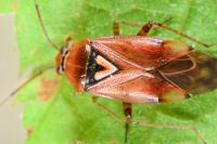 Lygus pratensis