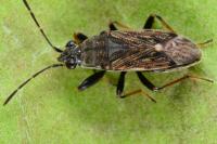 Peritrechus gracilicornis