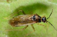 Dicyphus globulifer