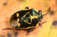 Eurydema oleracea