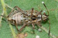 Stictopleurus punctatonervosus