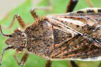 Stictopleurus punctatonervosus