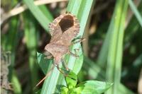 Coreus marginatus