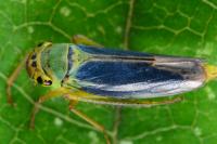 Cicadella viridis