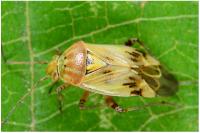 Lygus gemellatus