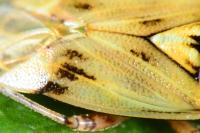 Lygus gemellatus