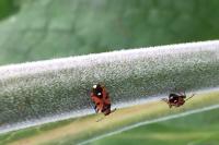 Horvathiolus superbus