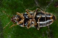 Holcocranum saturejae