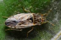 Holcocranum saturejae